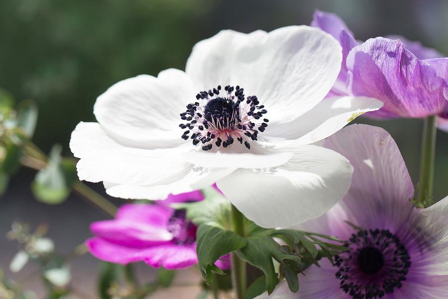 Panda Anemone Flower Photograph By Gina Easley Panda Anemone Flower Photograph By Gina Easley