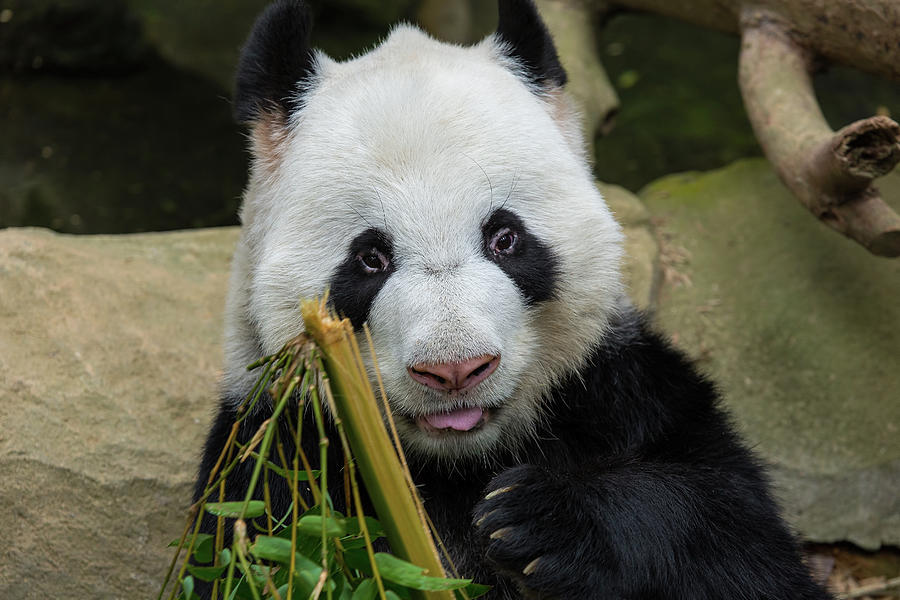 Panda Bear Eating Bamboo Portrait Photograph by David Gn