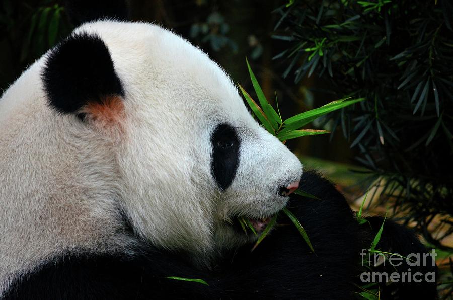 Panda bear eats and chews green plants Singapore Photograph by Imran Ahmed