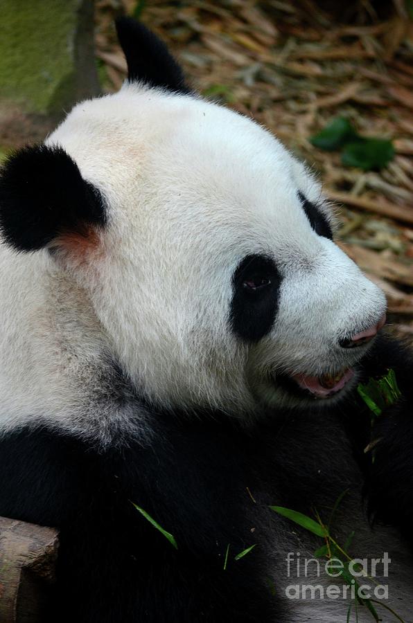 Panda bear eats with green leaves in mouth Singapore Photograph by Imran Ahmed