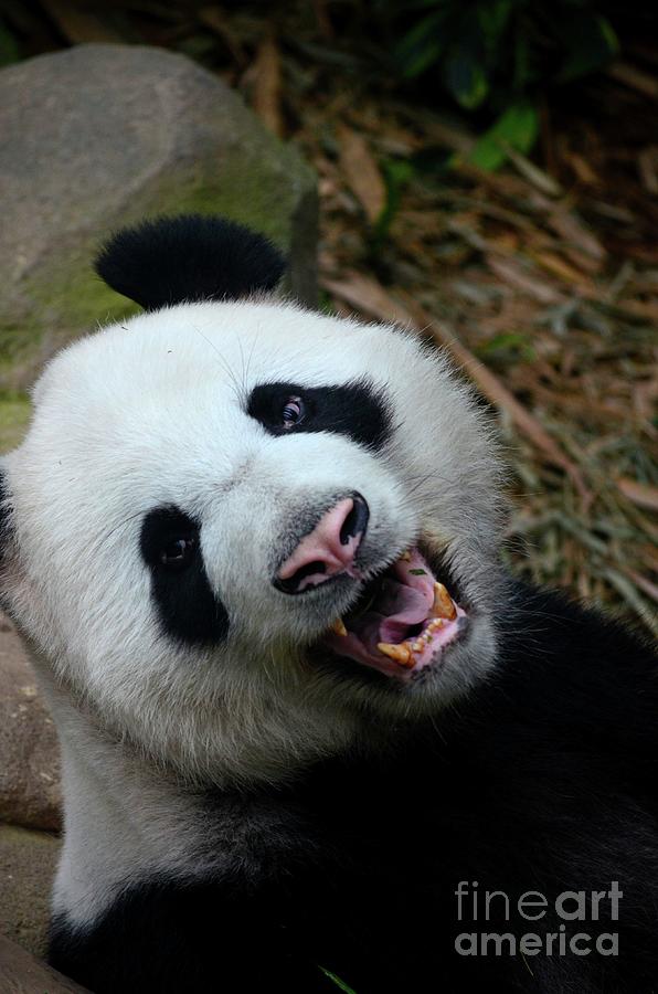 Panda bear growls and shows teeth while looking at camera Singapore Photograph by Imran Ahmed