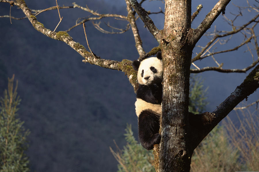 Panda bear in tree , China Photograph by Comstock Images