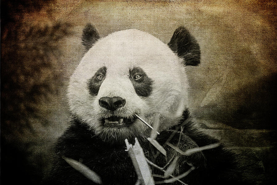 Panda Bear Photograph