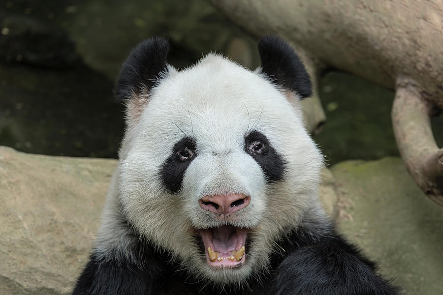 Panda Bear Open Mouth Portrait Photograph by David Gn