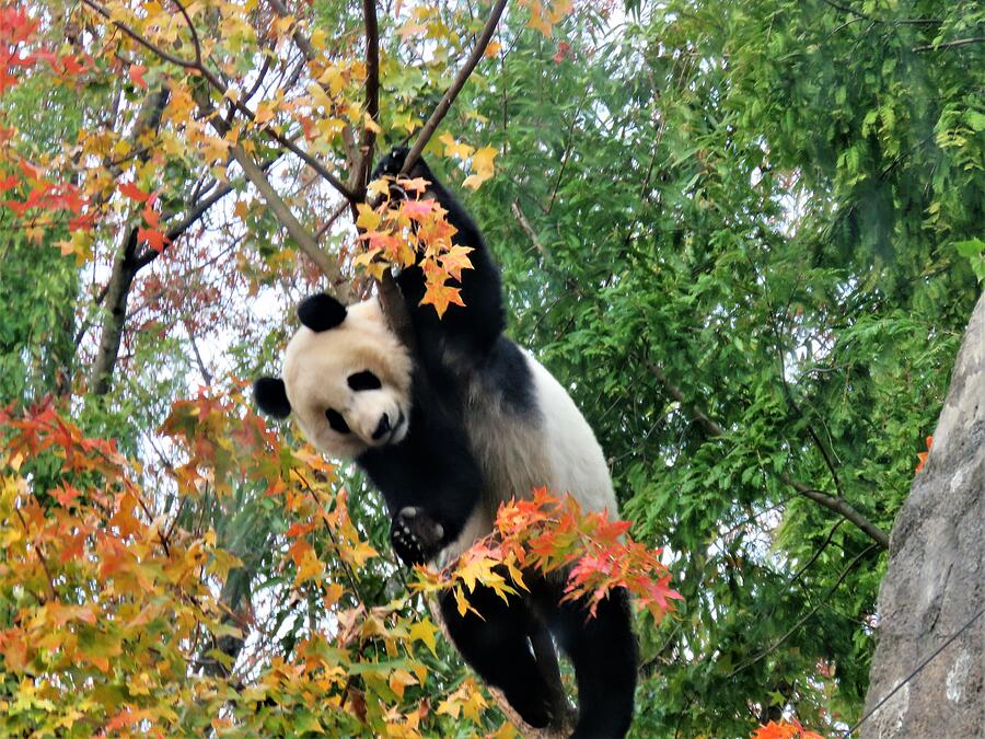 Panda Climbing Among The Fall Foliage Photograph By Carol Mcgrath