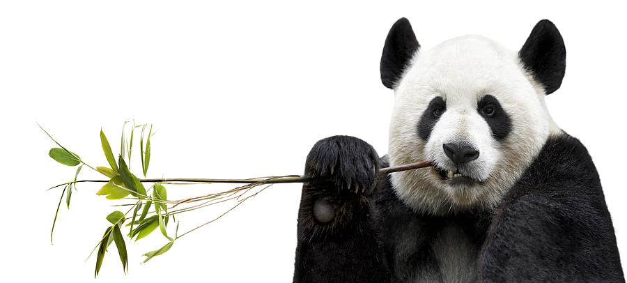 Panda eating bamboo Photograph by MediaProduction