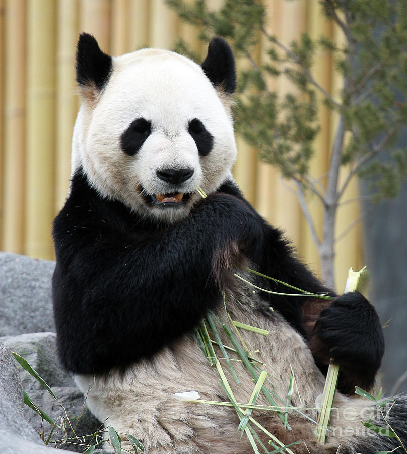 Panda Eating Photograph by Mirjana Simeunovich - Fine Art America