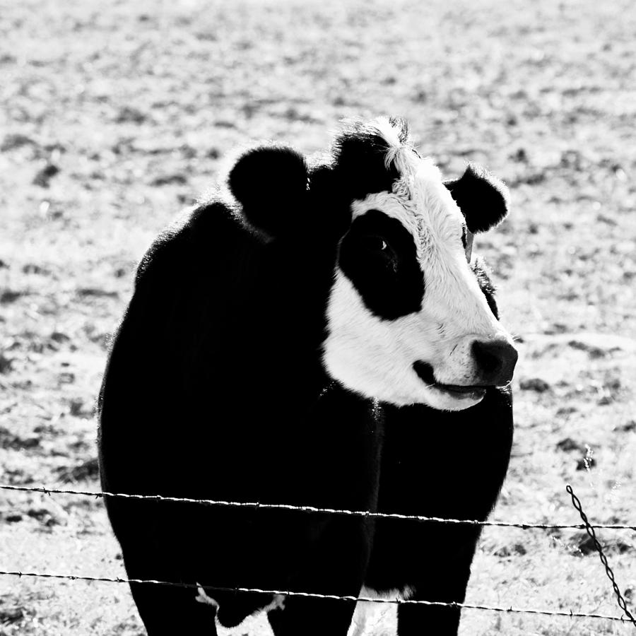 Panda Face Smile Black Hereford Cow Squared Photograph by Gaby Ethington