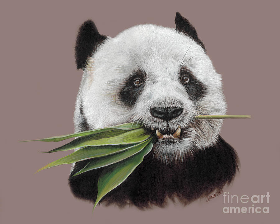 Panda Painting by Kimberly Chason