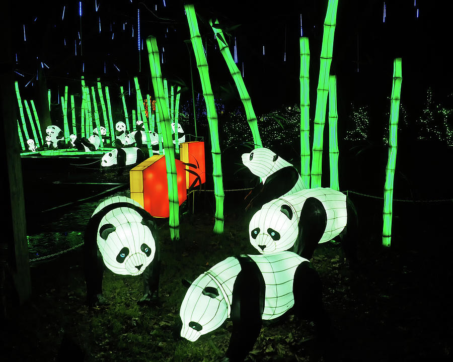 Panda Lights Photograph by Scott Olsen
