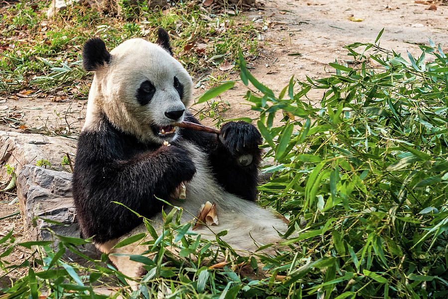 Panda Lunch Break - Beijing Zoo, China Photograph by Jon Berghoff ...
