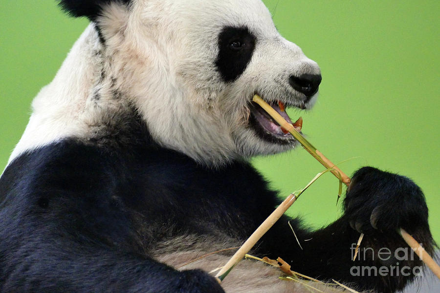 Wildlife Photograph - Panda and bamboo by Phil Banks
