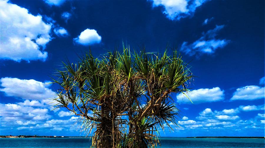 Pandanus Palm on the Embley Photograph by Joan Stratton
