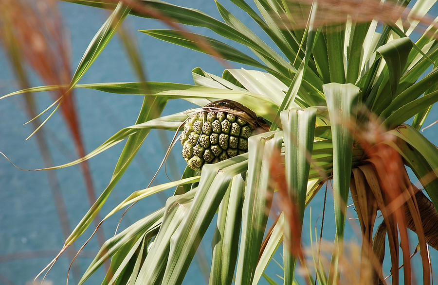 Pandanus Tree On Na Pali Coast Trail Photograph By Jennifer Kane Webb