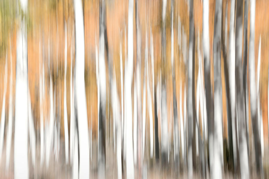 Pando Abstract 3 Photograph by Donna Kennedy