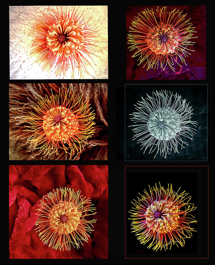 Panel of Proteas Photograph by Lorraine Devon Wilke