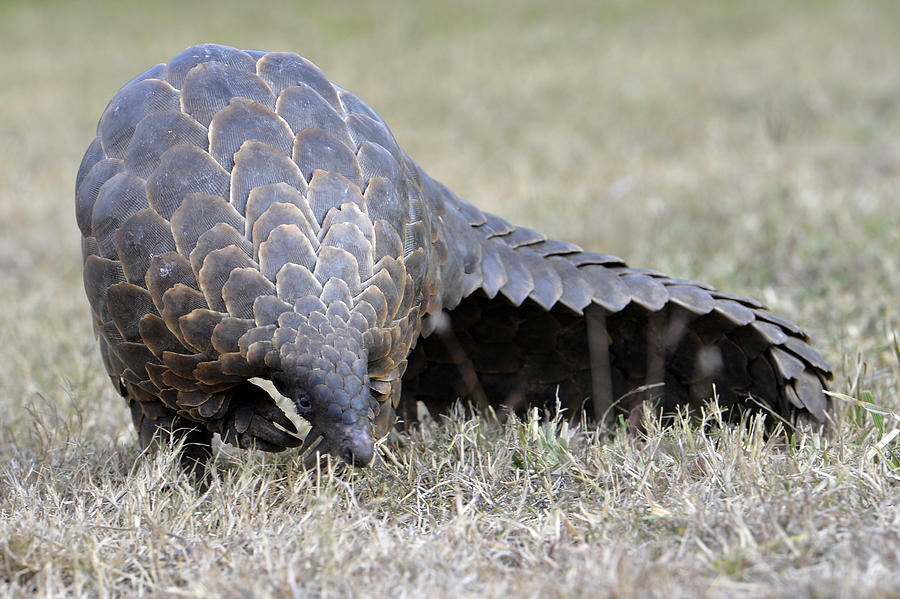 Pangolin Photograph by Image captured by Joanne Hedger