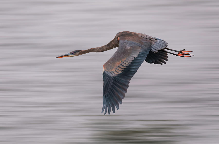 Panning Flying Blue Heron Photograph by Dan Sproul