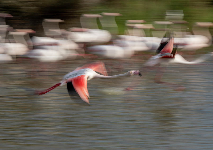 Panning of flamingos Photograph by Pietro Ebner