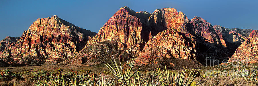 Panorama Agave Wilson Cliffs Red Rock Canyon Nca Nevada Photograph by Dave Welling