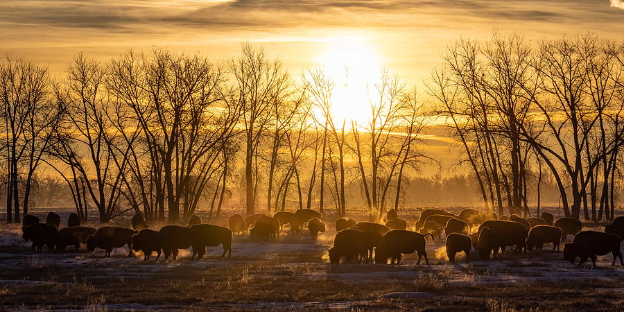 Panorama of Bison Silhouetted Against the Sunrise Photograph by Tony Hake
