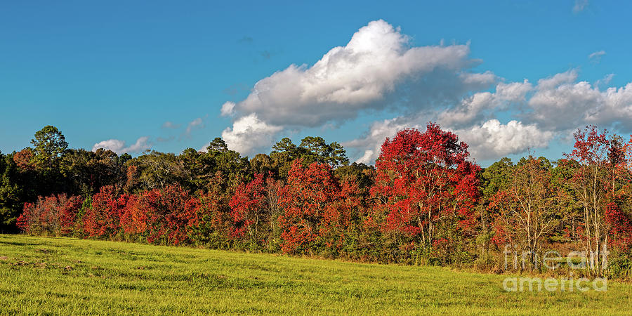 Panorama of Changing Trees during the Fall Season in East Texas Pineywoods - Polk County Photograph by Silvio Ligutti
