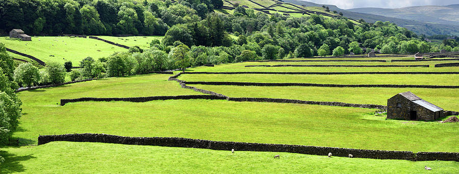 Panorama of green pasture with drystone walls for Swaledale shee Photograph by Reimar Gaertner