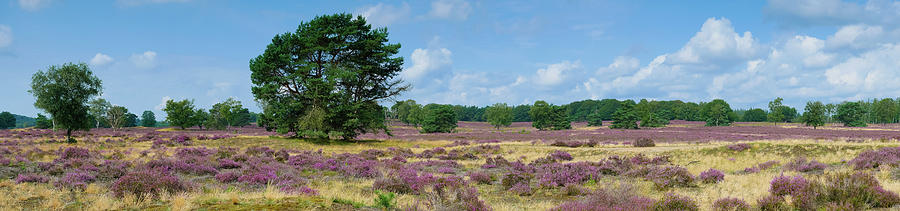 Panorama of heathland with trees early in the morning Photograph by Tosca Weijers