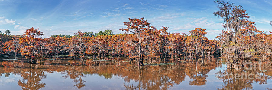 Panorama of Mill Pond and Turning Bald Cypresses at Caddo Lake State Park - Uncertain East Texas  Photograph by Silvio Ligutti