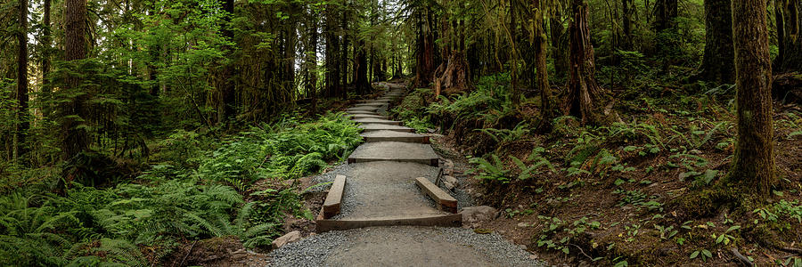 Panorama Of Sol Duc Falls Trails Stairway Photograph by Kelly VanDellen