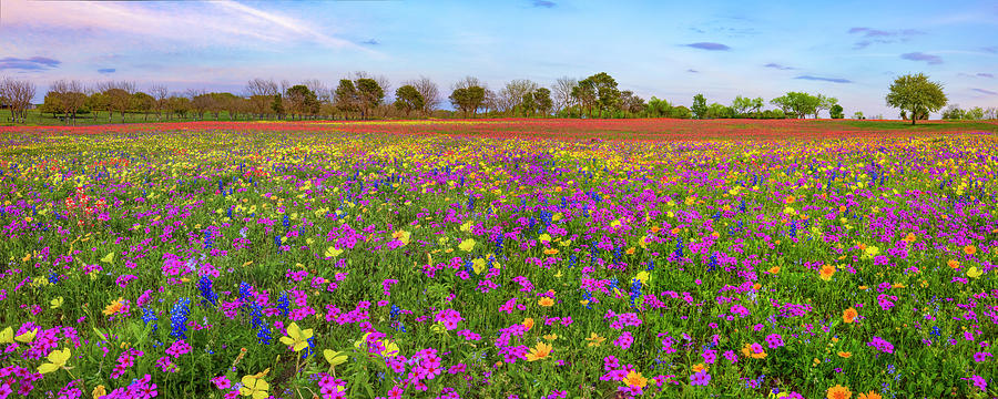Panorama of Texas Wildlowers in early Spring 3261 Photograph by Rob Greebon