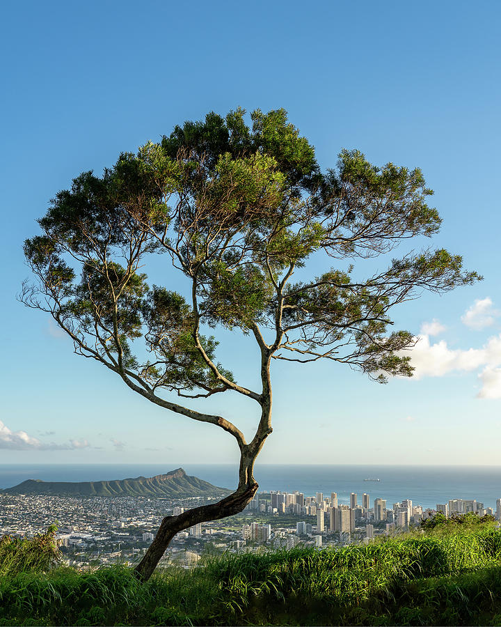 Panorama of Waikiki and Honolulu with large tree Photograph by Steven Heap