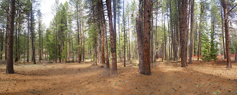 #aYearForArt Panorama, ponderosa pines,                      Photograph by Steve Estvanik