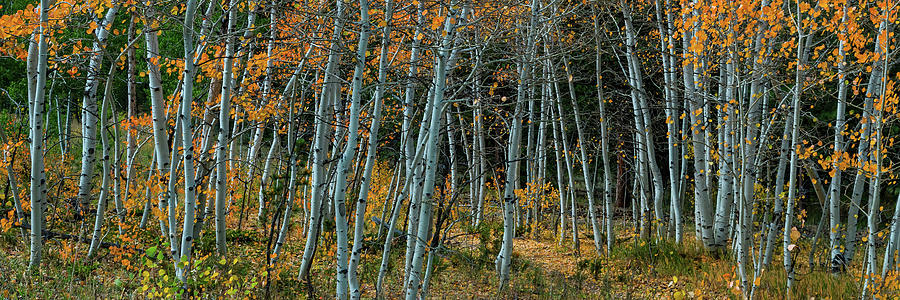 Panoramic Aspen Tree Forest Photograph by James BO Insogna