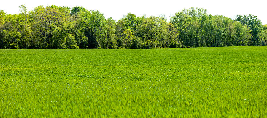 Panoramic Isolated Springtime Tree line with Grass Field Foreground Photograph by Ryasick