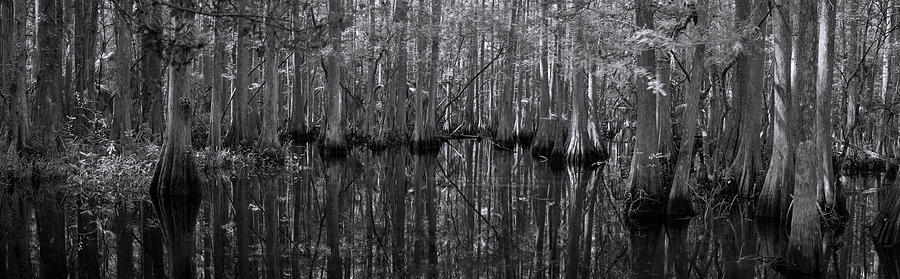 Panoramic of Cypress Swamp Photograph by Carolyn Hutchins