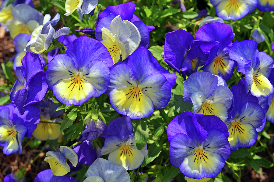 Pansies After Rain Photograph by Robert Tubesing - Fine Art America