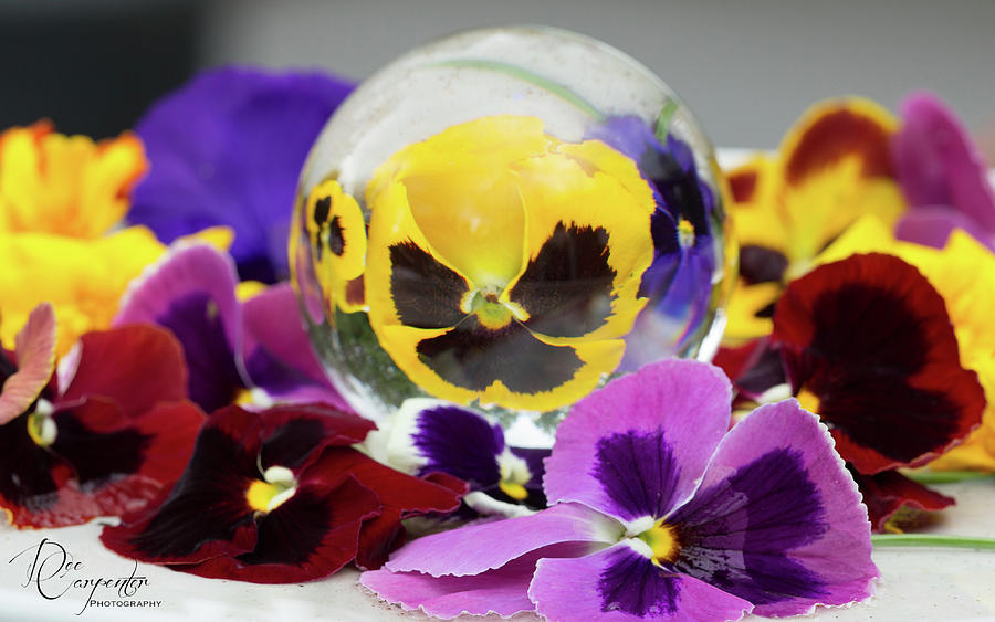 Pansies and a Lensball Photograph by Dee Carpenter