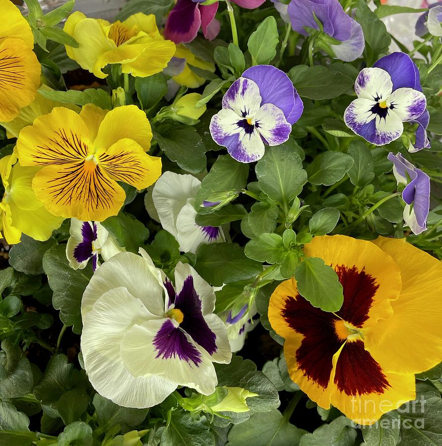 Pansies and Violas Photograph by Carol Groenen