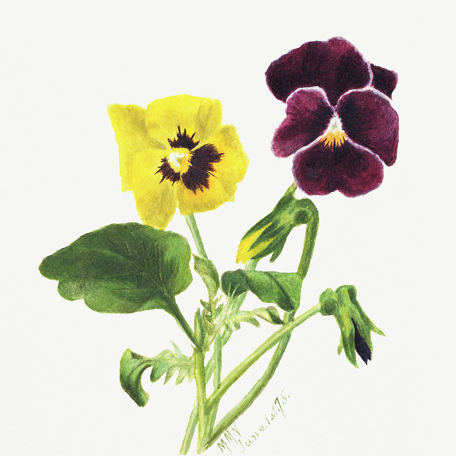 Pansies, by Mary Vaux Walcott. Painting by World Art Collective