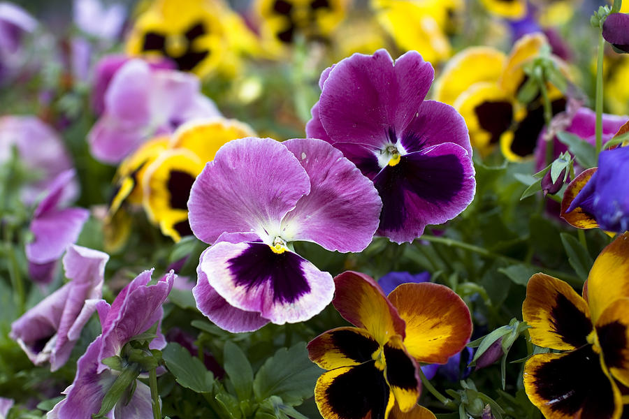Pansies Photograph by Esolla