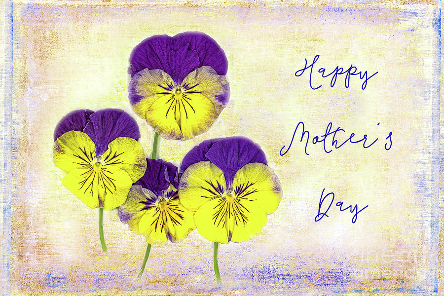 Pansies Happy Mothers Day Photograph by Marilyn Cornwell