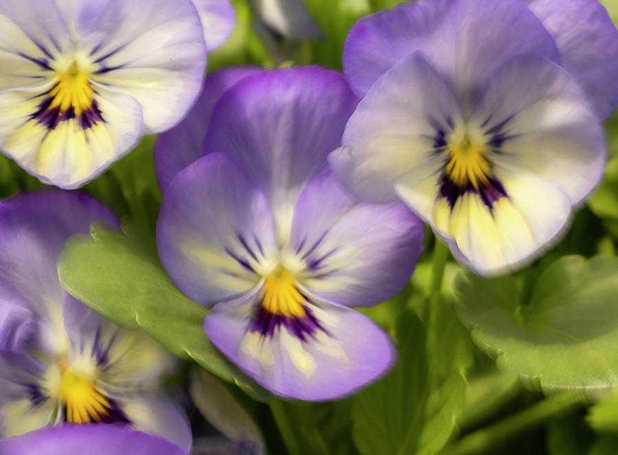 Pansies ICM  Photograph by Catherine Grassello