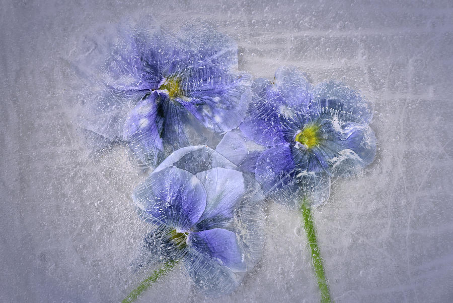 Pansies In Ice Photograph by Carol Eade