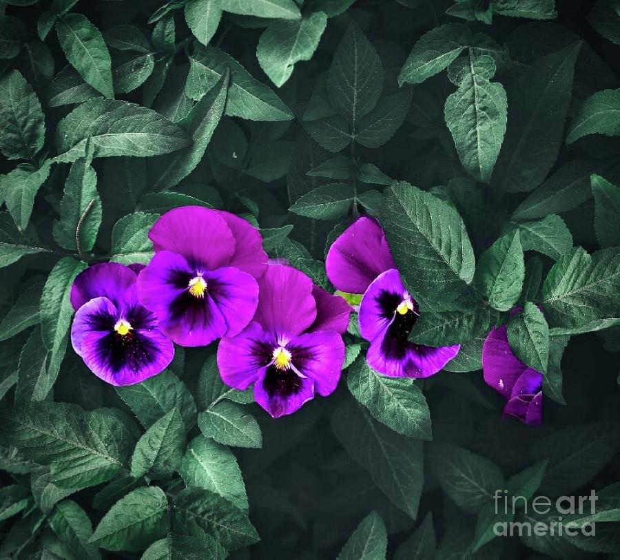 Pansies In Leaves Photograph by Jeannie Rhode