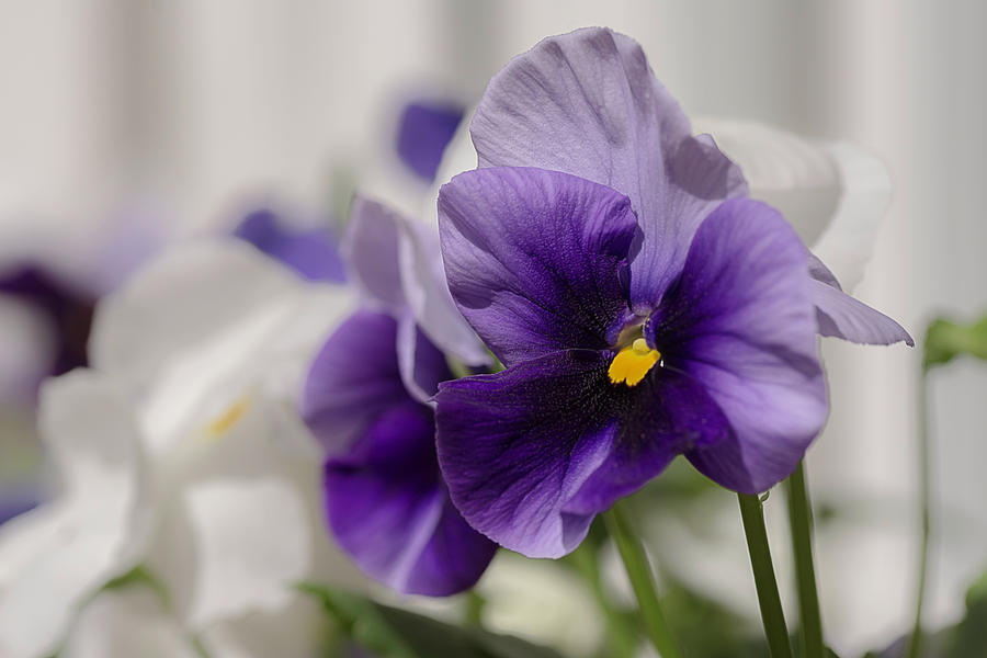Pansies in Spring Photograph by Wolfgang Stocker