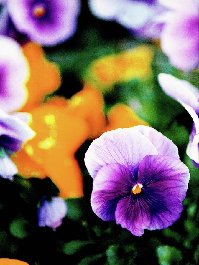 Pansies Soft Focus Abstract Photograph by Mike McBrayer