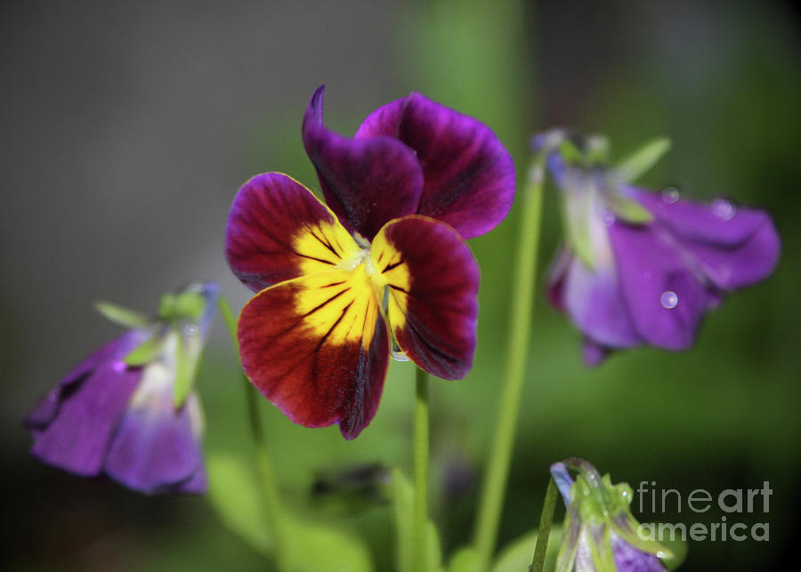 Pansy 2 Photograph by Ross Coleman Pansy 2 Photograph by Ross Coleman