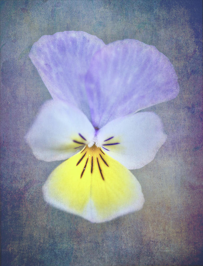 Pansy against textured backgrouind Photograph by Sue Leonard