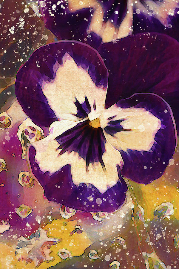 Pansy and dewdrops Photograph by Vanessa Thomas